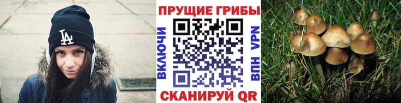 Псилоцибиновые грибы MAGIC MUSHROOMS  Купить где  Аткарск 